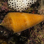 Conus sp. A